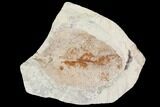 Miocene Fossil Leaf (Populus) - Augsburg, Germany #139155-1
